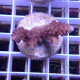 Acropora sp Indonésie acro7978