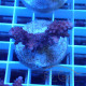 Acropora sp Indonésie acro7978