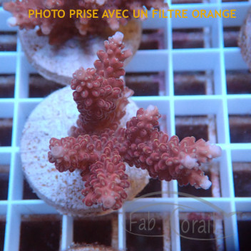 Acropora sp Indonésie acro7979