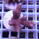 Acropora sp Indonésie acro7979