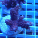 Acropora sp Indonésie acro7979