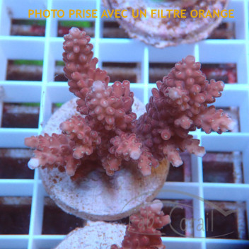 Acropora sp Indonésie acro7981