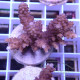 Acropora sp Indonésie acro7980