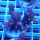 Acropora sp Indonésie acro7980