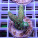 Acropora sp Indonésie acro7981