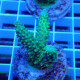 Acropora sp Indonésie acro7981