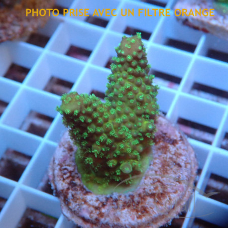 Acropora humilis Indonésie acro7982