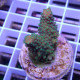 Acropora humilis Indonésie acro7982