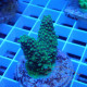 Acropora humilis Indonésie acro7982