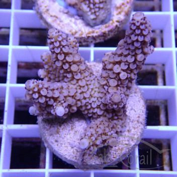 Acropora nasuta Indonésie acro7984