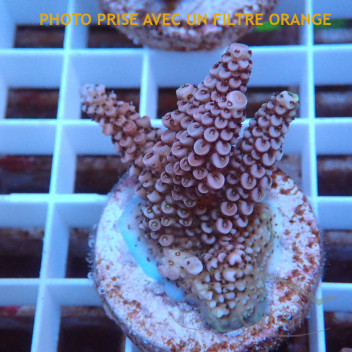 Acropora nasuta Indonésie acro7985