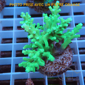 Acropora nasuta Indonésie acro7987