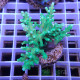 Acropora nasuta Indonésie acro7987