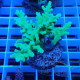 Acropora nasuta Indonésie acro7987