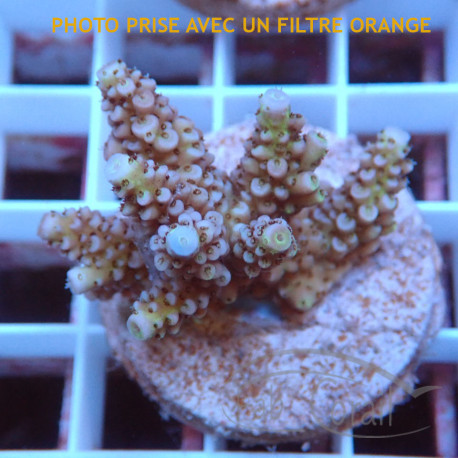 Acropora echinata Indonésie acro7987