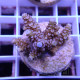 Acropora echinata Indonésie acro7987