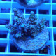 Acropora echinata Indonésie acro7987