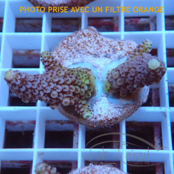 Acropora nasuta Indonésie acro7989