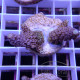 Acropora nasuta Indonésie acro7988