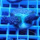 Acropora nasuta Indonésie acro7988