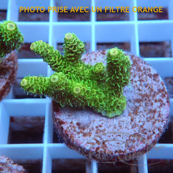 Acropora millepora Indonésie acro7990