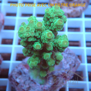 Acropora millepora Indonésie acro7991