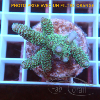 Acropora millepora Indonésie acro7991