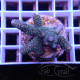 Acropora millepora Indonésie acro7991