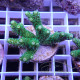 Acropora millepora Indonésie acro7995