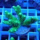 Acropora millepora Indonésie acro7995