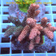 Acropora millepora Indonésie acro7996