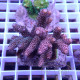 Acropora millepora Indonésie acro7996