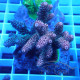 Acropora millepora Indonésie acro7996