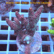 Acropora millepora duo Indonésie acro7998