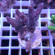 Acropora millepora duo Indonésie acro7998