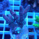 Acropora millepora duo Indonésie acro7998