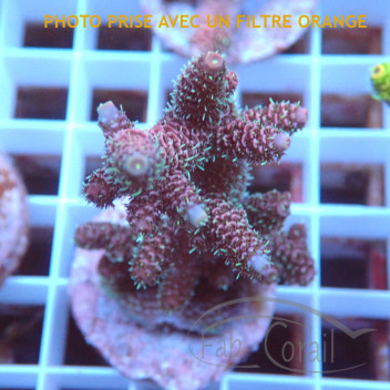 Acropora millepora Indonésie acro7999