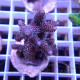 Acropora millepora Indonésie acro7999