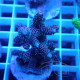 Acropora millepora Indonésie acro7999