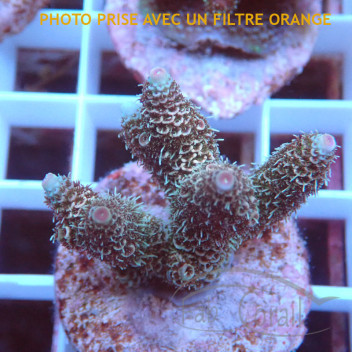 Acropora millepora Indonésie acro8000