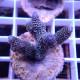 Acropora millepora Indonésie acro8000