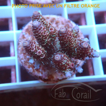 Acropora millepora Indonésie acro8001