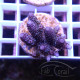 Acropora millepora Indonésie acro8001