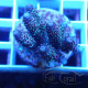 Acropora millepora Indonésie acro8001