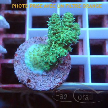 Acropora millepora Indonésie acro8002