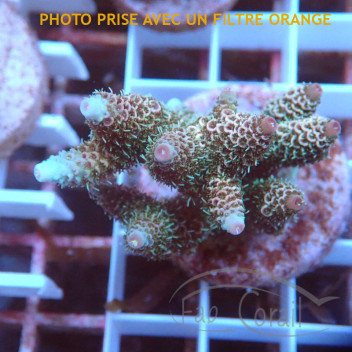 Acropora millepora Indonésie acro8004