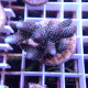 Acropora millepora Indonésie acro8004