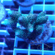 Acropora millepora Indonésie acro8004