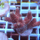 Acropora millepora Indonésie acro8005