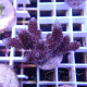 Acropora millepora Indonésie acro8005